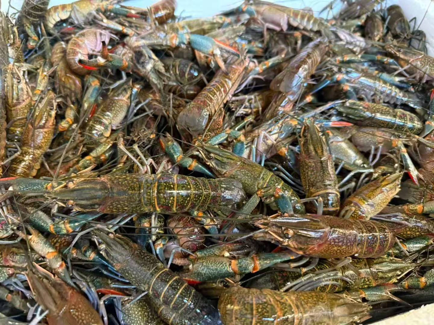 Crevettes et homard