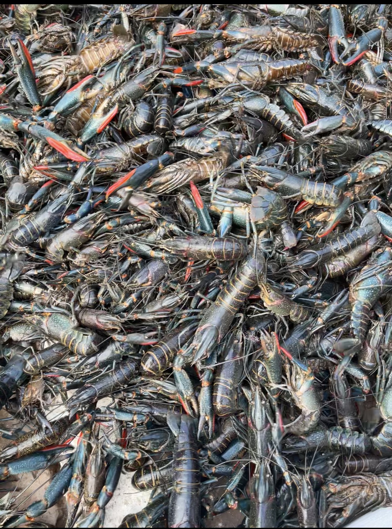 Crevettes fraîches